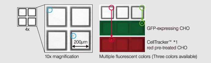 Detection of single cells