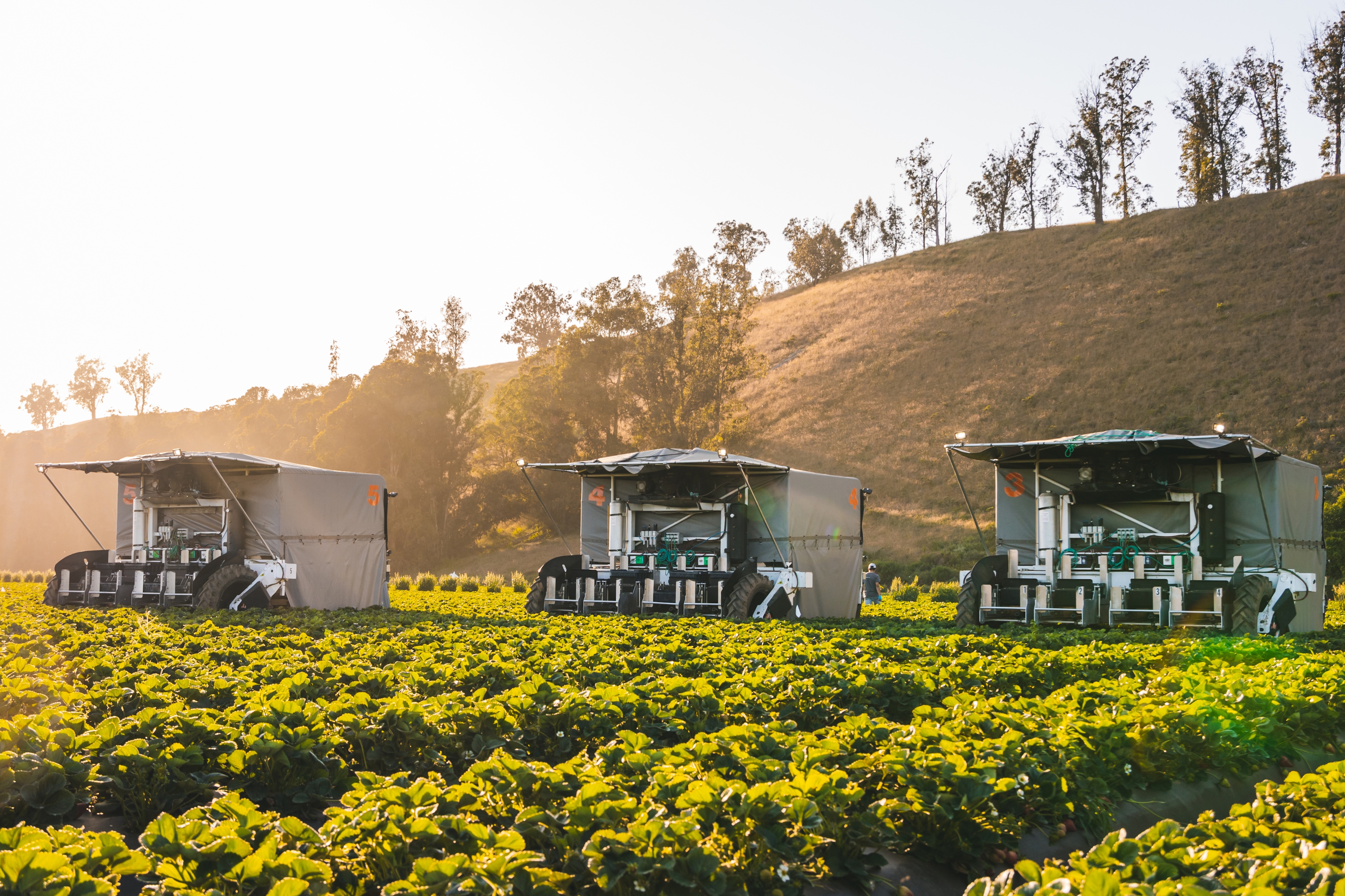 TX robotic strawberry harvester